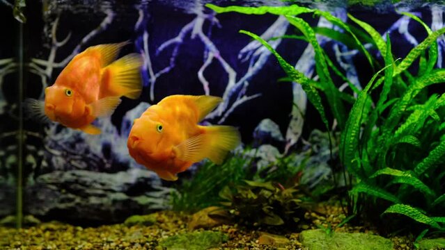 Orange parrot fish in the aquarium. Red Parrot Cichlid. Aquarium fish