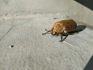 Beetle warming up 