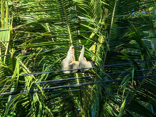 Sloth hanging from powerlines in the palms