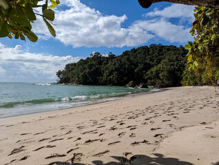 Tropical rain forest by the beach