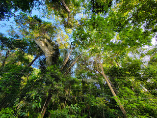 Treetops in a tropical rain forest