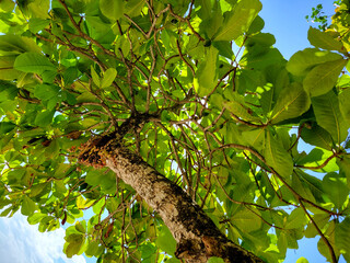 Tropical tree viewed from below