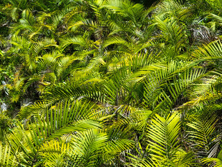 Green tropical palm leaves and foliage