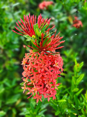 Red flower in front of green foliage