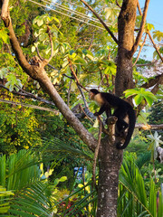 Monkey in a tropical tree