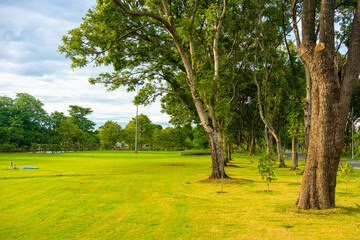 Fototapeta na wymiar Green meadow grass with tree forest in city public park sunset sky with cloud
