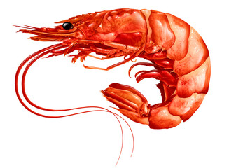 Shrimp, Seafood, Prawn, Crustacean, Shrimp dishes, Shrimp recipes, Shrimp scampi, Shrimp cocktail, Shrimp pasta, Shrimp curry, Shrimp gumbo, Shrimp boil, Shrimp fried rice, Shrimp tacos, Shrimp stir-f