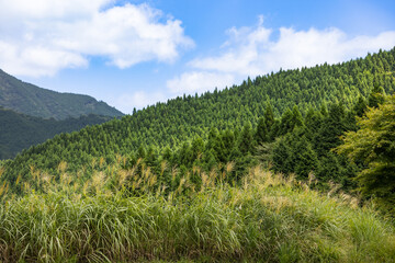 山の中のススキと綺麗な木