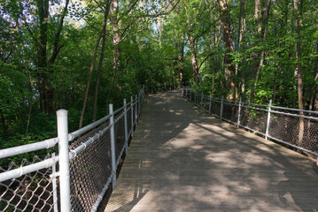 A road fenced into the forest