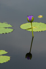 Silhouette of a purple water lily reflected in pond water. Nymphaea