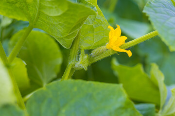 Small cucumber with yellow flower among green foliage. Cucumber plant.