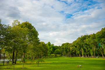 Fototapeta na wymiar Green meadow grass with tree forest in city public park sunset sky with cloud