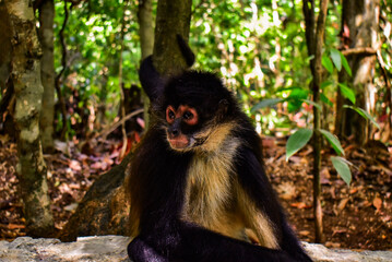 japanese macaque sitting on a tree