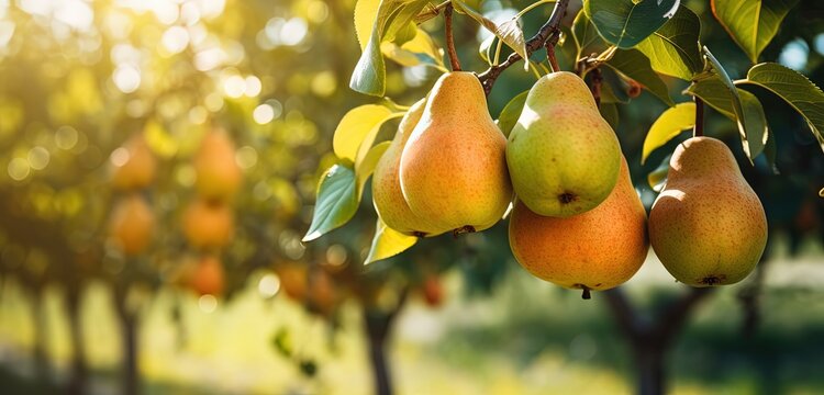 Beautiful Ripe Pear Fruit With Light Flare Glow , Generative Ai	