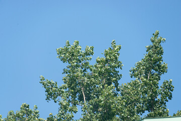 Tree top in a daylight