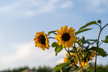 A beautiful sunflower with long yellow petals in the field. Calm tranquil moment in countryside. Sunflower growing in evening field. Atmospheric summer wallpaper, space for text