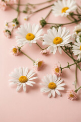daisies on a wooden background