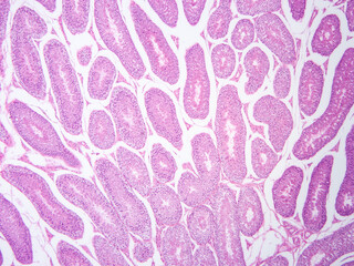 Fototapeta premium histology human tissue with microscope from laboratory (not Illustration Designation)