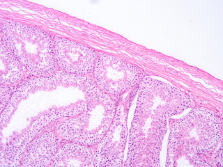 histology human tissue with microscope from laboratory (not Illustration Designation)