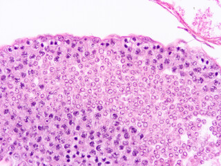 Obraz premium histology human tissue with microscope from laboratory (not Illustration Designation)