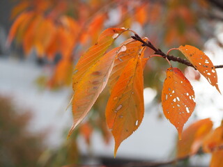 秋　紅葉した桜の葉