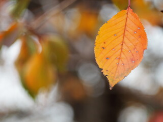 秋　紅葉した桜の葉