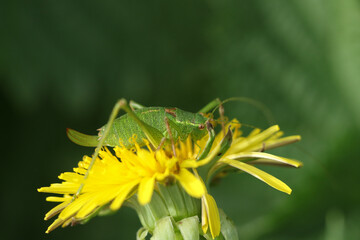 A female Speckled Bush-Cricket, Leptophyes punctatissima, feeding on a Dandelion wildflower.