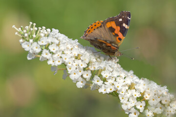 Painted lady (Vanessa cardui) butterfly sitting on a flowering plant