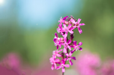 beautiful wildflowers background. summer nature. Ivan tea blooms in a meadow among the forest on a sunny day in June