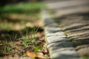 풀, 잔디, 화단, 공원, 오솔길, 산책, 잡초, 목초, 식물