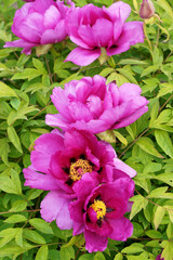 Burgundy large tree peony. Pink Flower of Tree Peony Blooming in the garden. Beautiful Petals of Paeonia sect.