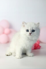 Cute kitten plaing with flowers bloom. British shorthair cat on a white background. Longhair highland silver chinchilla. Pink roses and balloon