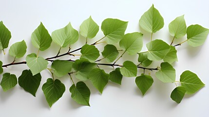 Design of a birch leaf on a white background, Generative AI