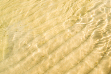pine forest on the lake shore.