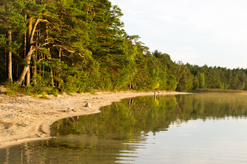 Deserted beautiful beach on the shore of the lake near the pine forest in