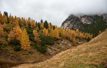 Fototapeta na wymiar Autumn forest landscape at Passo Falzarego valley. Dolomite mountain range Italy. Fall season Italian apls