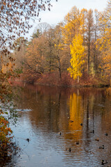 Obraz premium Autumn landscape by the lake and shore. Pond in autumn, yellow leaves, reflection. High quality photo