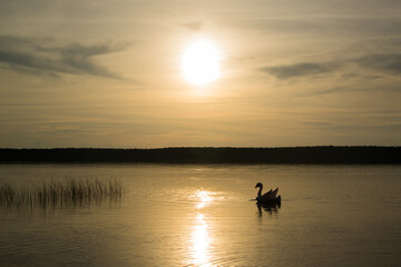 sunset over the lake, people walk on the water, children play with an inflatable swan