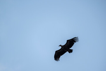 A white -headed sip with beautiful plumage soars in the sky on a blue background
