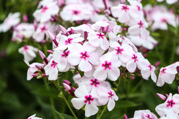 Pink and white flowers. Phlox blooming in the garden close-up on a summer day