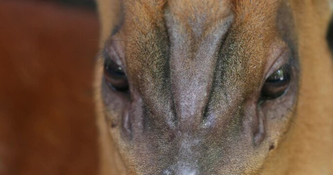 Muntjac, barking deer, close up shoot