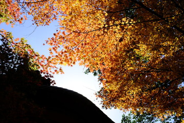 神社の紅葉