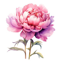 Pink peony flower watercolor clipart on transparent background. Generative AI illustration