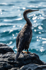 Dark cormorant sits on stone and prepare to catch fish in the sea