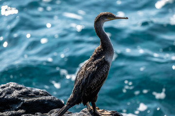 Dark cormorant sits on stone and prepare to catch fish in the sea