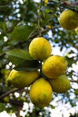 Limón, limonero