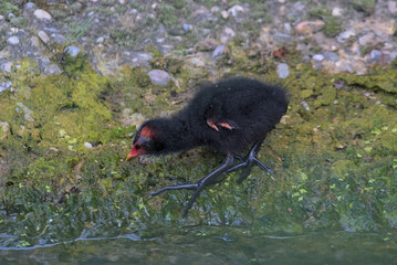 A common moorhen chick looking for food. Nature and animal backgrounds.