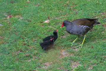 Two common moorhen chicks beg for food from the parent bird. A family of ducks, a mother duck and a pair of ducklings on a green meadow.