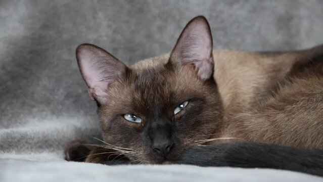 Close up front shot of Siamese cat dozing on a grey blanket