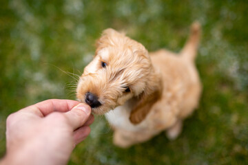 Feeding a small cockapoo puppy